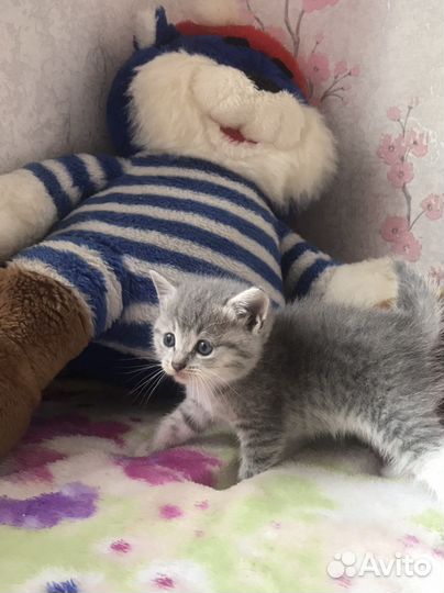 Котята(помесь с британцем)