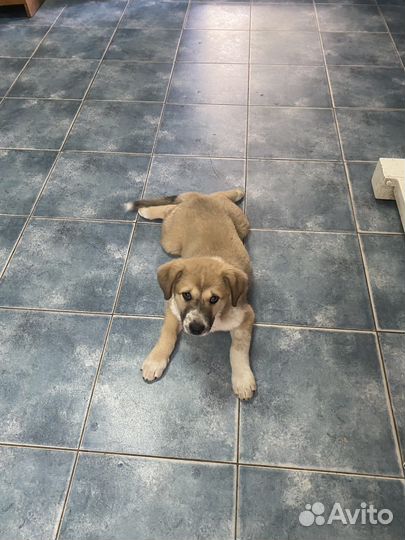 Щенки бесплатно