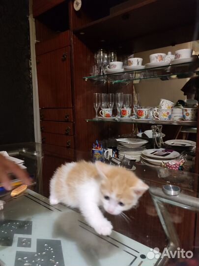 Домашние животные котята бесплатно