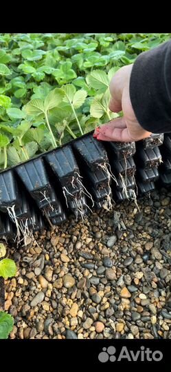 Кассетная рассада клубники