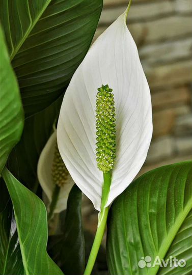 Спатифиллум 