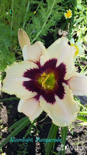 Лилейники. Домашняя коллекция