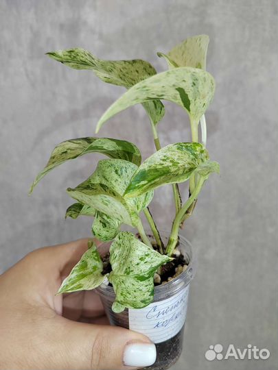 Эпипремнум и др