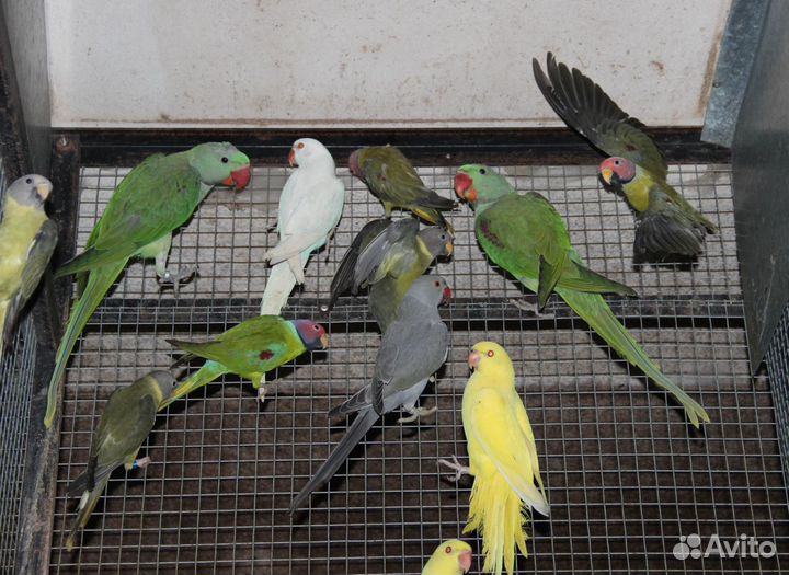 Ожереловые попугаи оптом И В розницу
