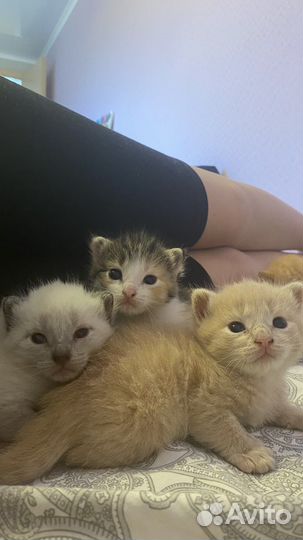 Котята в добрые руки 1 месяц