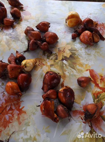 Луковицы безвременника