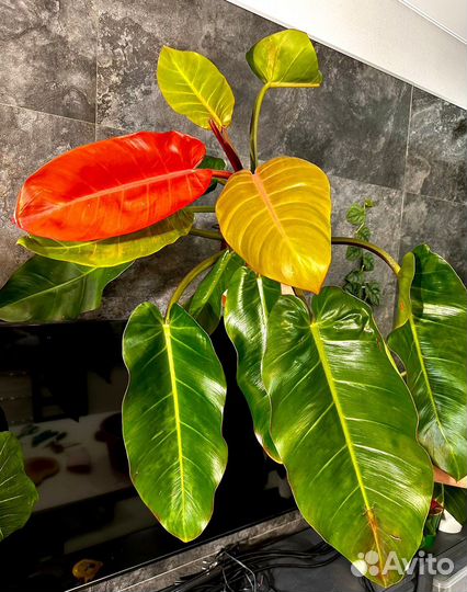 Филодендрон принц Оранж