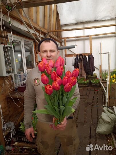 Тюльпаны и Мимоза к 8 марта оптом и розницу