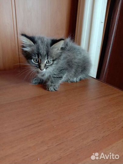 Кошка в дар бесплатно