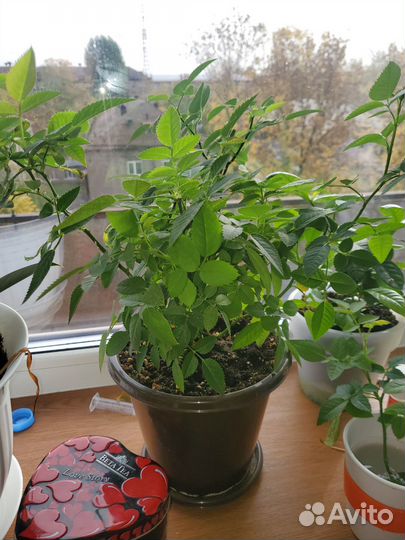 Роза кардана