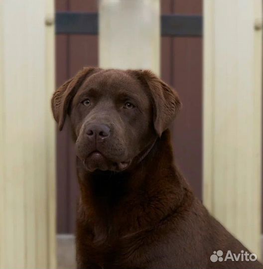 Красивые шоколадные девочки