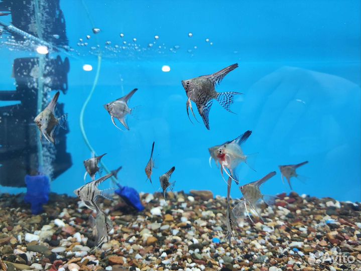 Аквариумные рыбки