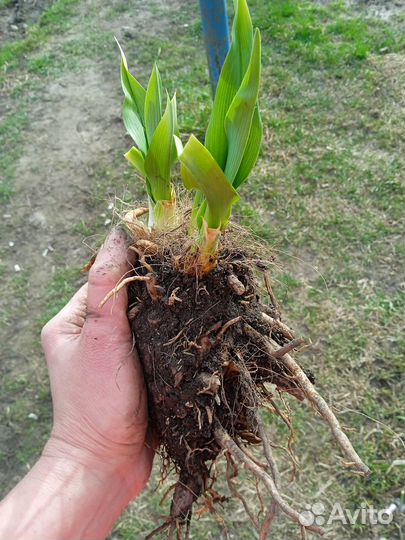 Лилейники сортовые