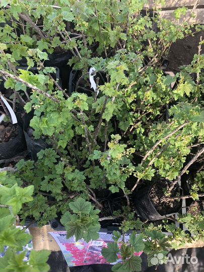 Красная смородина