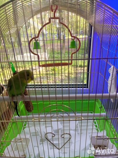 Волнистый попугай с клеткой