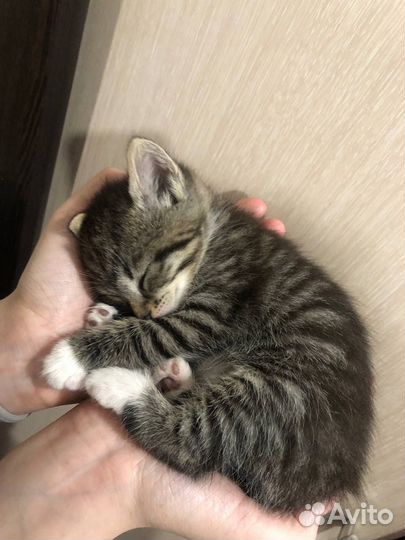 Отдам котят в добрые руки