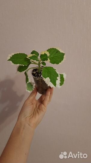 Комнатные ароматные растения Подробности в тексте