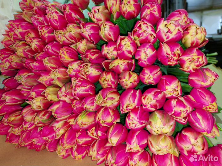 Луковицы тюльпанов