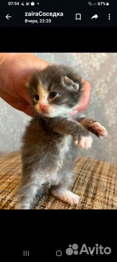 Вислоухие котята в добрые руки