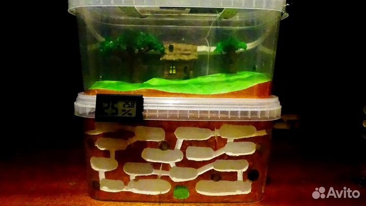 Муравьиная ферма,формикарий