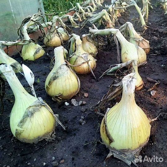 Лук Эксибишен семена