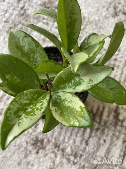 Хойя Кринкл8, Лиза аустралис, Ваетти, фил Хастатум