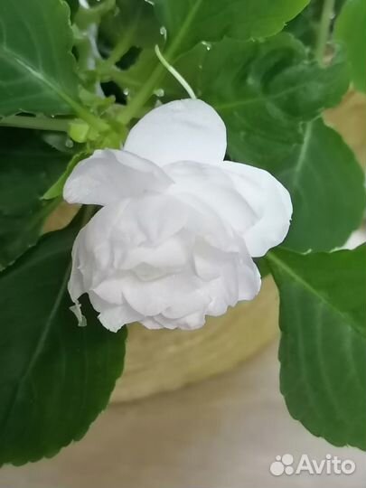 Бальзамин махровый разные