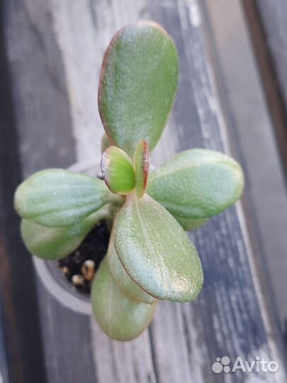 Крассулы различные