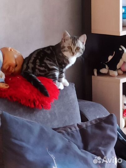 Британская кошка