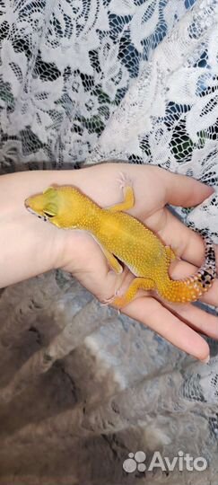 Реснитчатый бананоед самка, самцы, эублефары