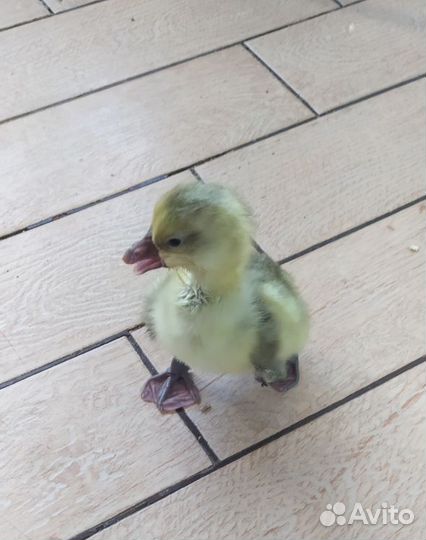 Утята суточные