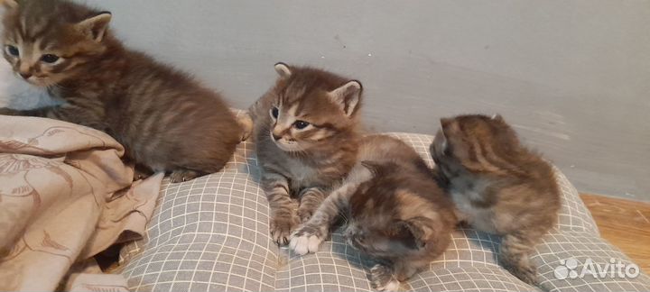 Котята в добрые руки