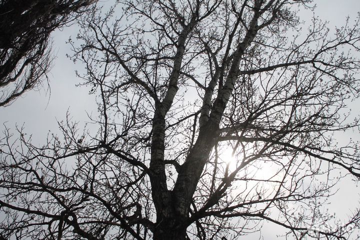 Спил деревьев любой сложности