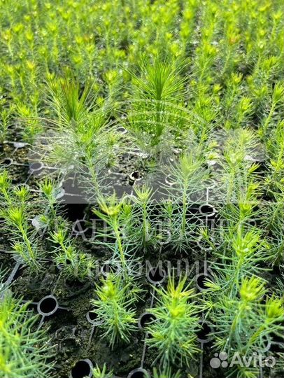 Зкс Сосна сеянцы Ели Лиственницы окс Голуб Горная