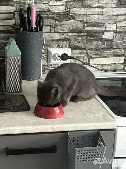 Отдам бесплатно котенка 3 месяца