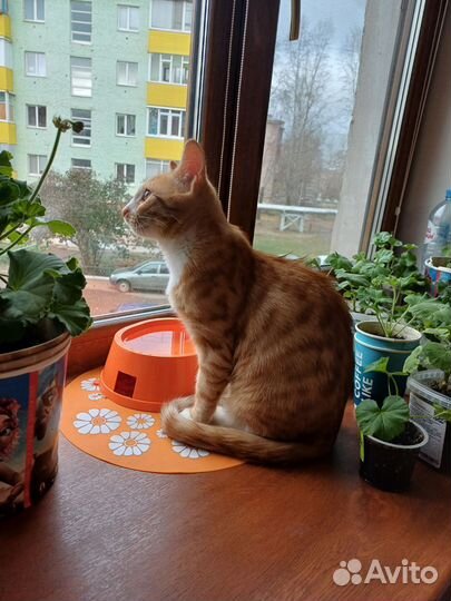Рыжий котенок мальчик в добрые руки