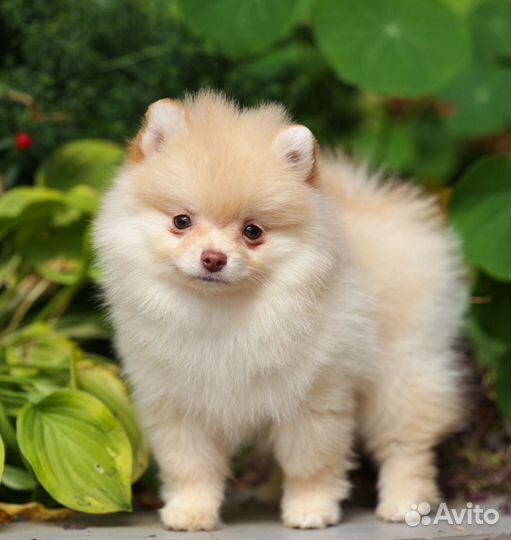 Щенок прмеранского шпица девочка