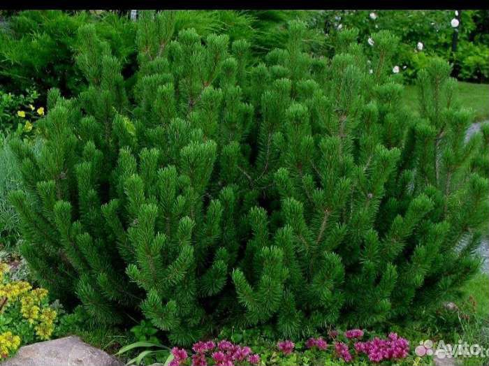 Сосна Муго Мугус, Ель карликовая