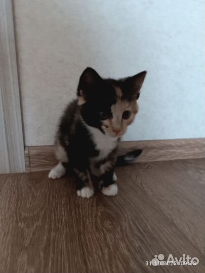 Котёнок ищет дом