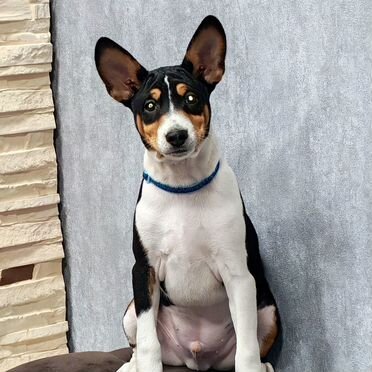 Басенджи, щенок