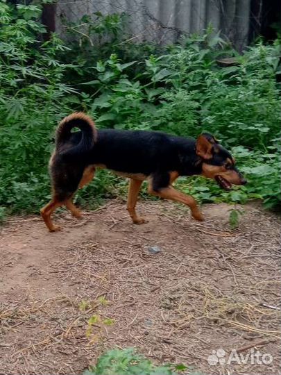 Собака улыбака