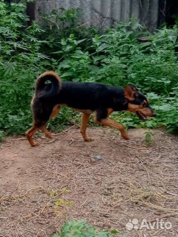 Собака улыбака