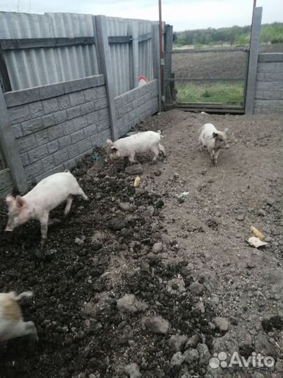 Поросята крупная белая