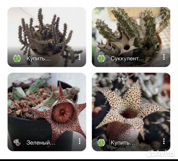 Стапелиантус дикари