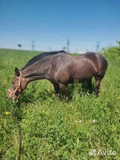 Верховая езда. Лошадь в аренду,прокат,фотосессии