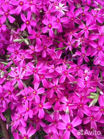 Флокс шиловидный почвопокровный, очиток