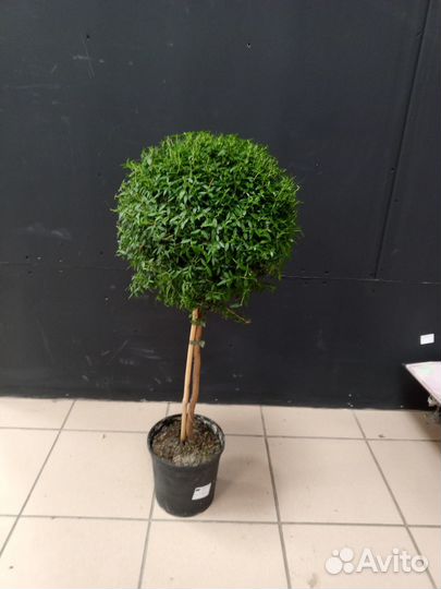 Мирт в горшке 17