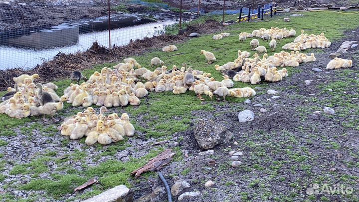 Гусь тушка мясо гуся