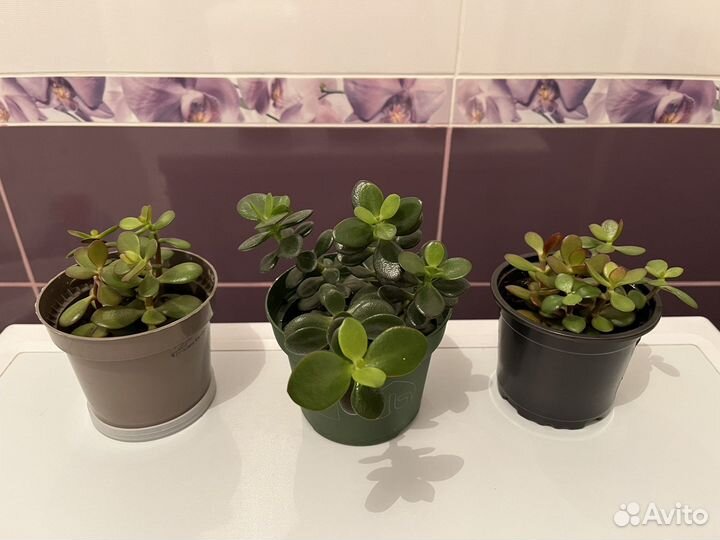 Денежное дерево (толстянка) в горшке
