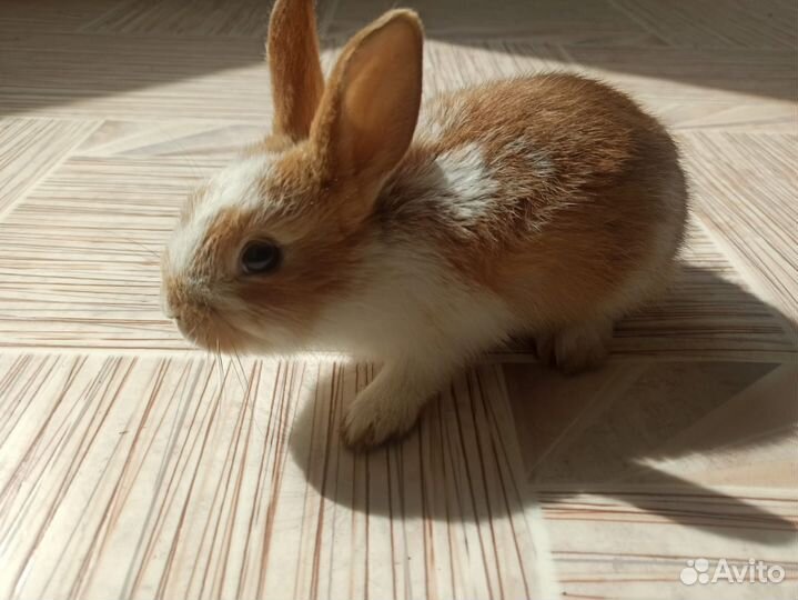 Кролики декоративные